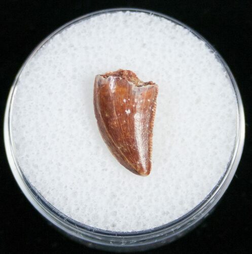 Bargain Raptor Tooth From Morocco - #11225